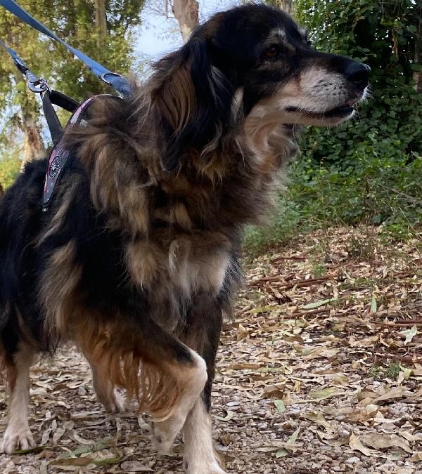 SALLY dolce cagnolina taglia media cerca adozione a Latina Foto 4